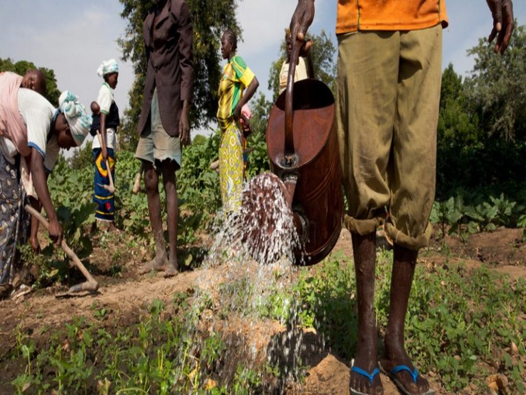 Le secteur agricole bénéficie d’un financement de 10 milliards de FCFA