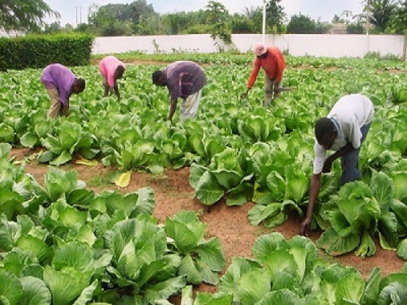 Togo l’agriculture a créé plus de 200.000 emplois en 2019. Lome